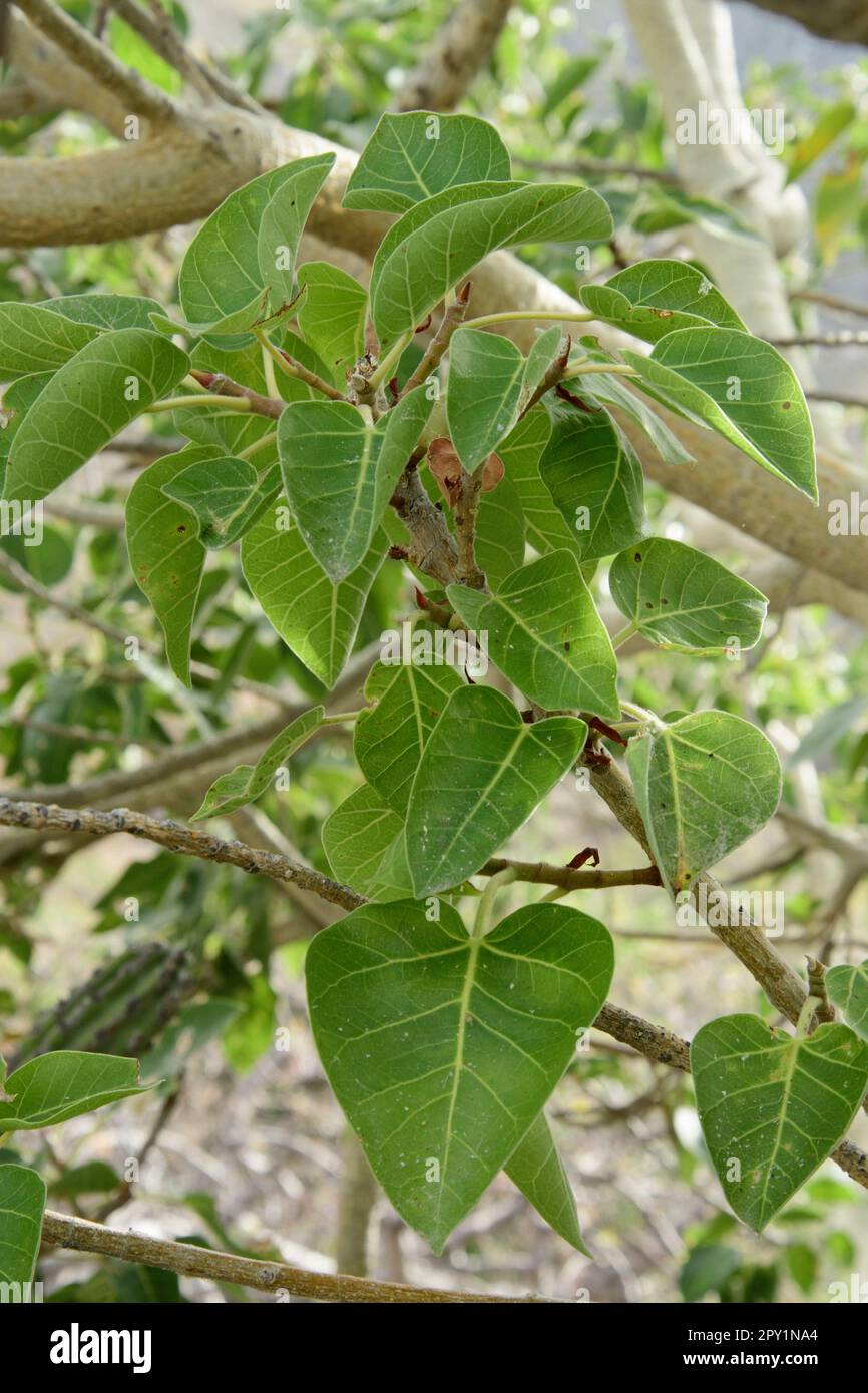 Mexico; Baja California; El Sargento; Rock Fig; Amate Amarillo; Ficus
