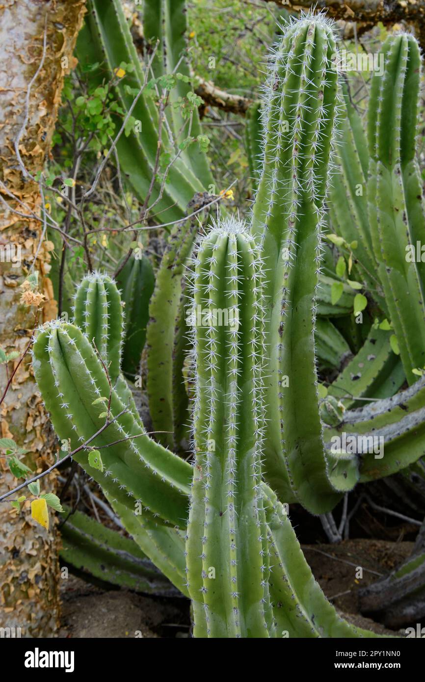 Mexico, Baja California, El Sargento, Pachycereus schottii, Old man