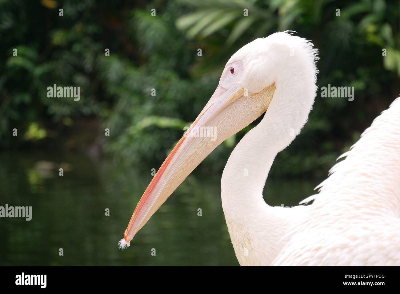 Wild pelican in singapore zoo Stock Photo - Alamy