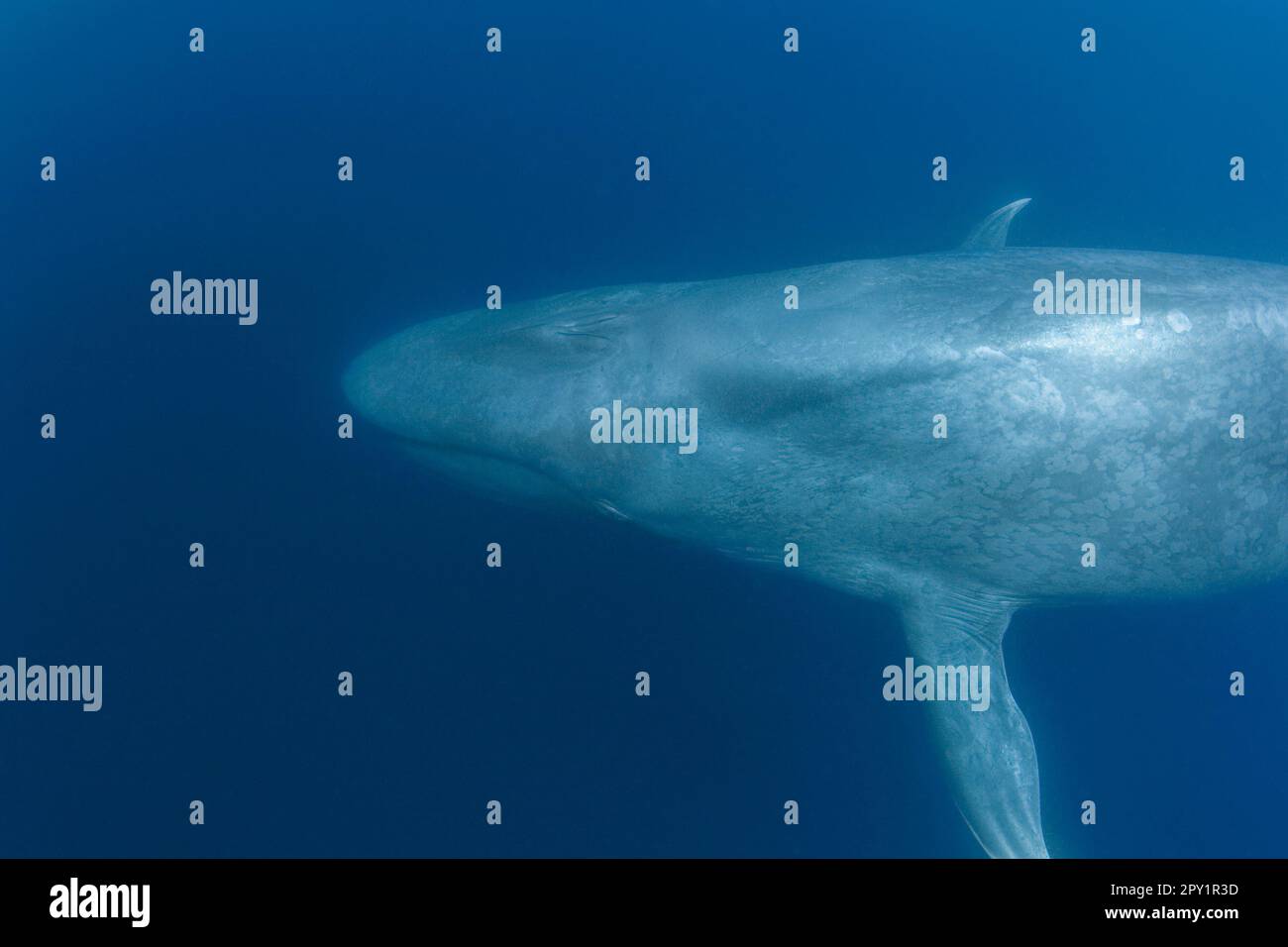 blue whale, Balaenoptera musculus, Endangered Species, California, USA ( Eastern Pacific Ocean ) Stock Photo