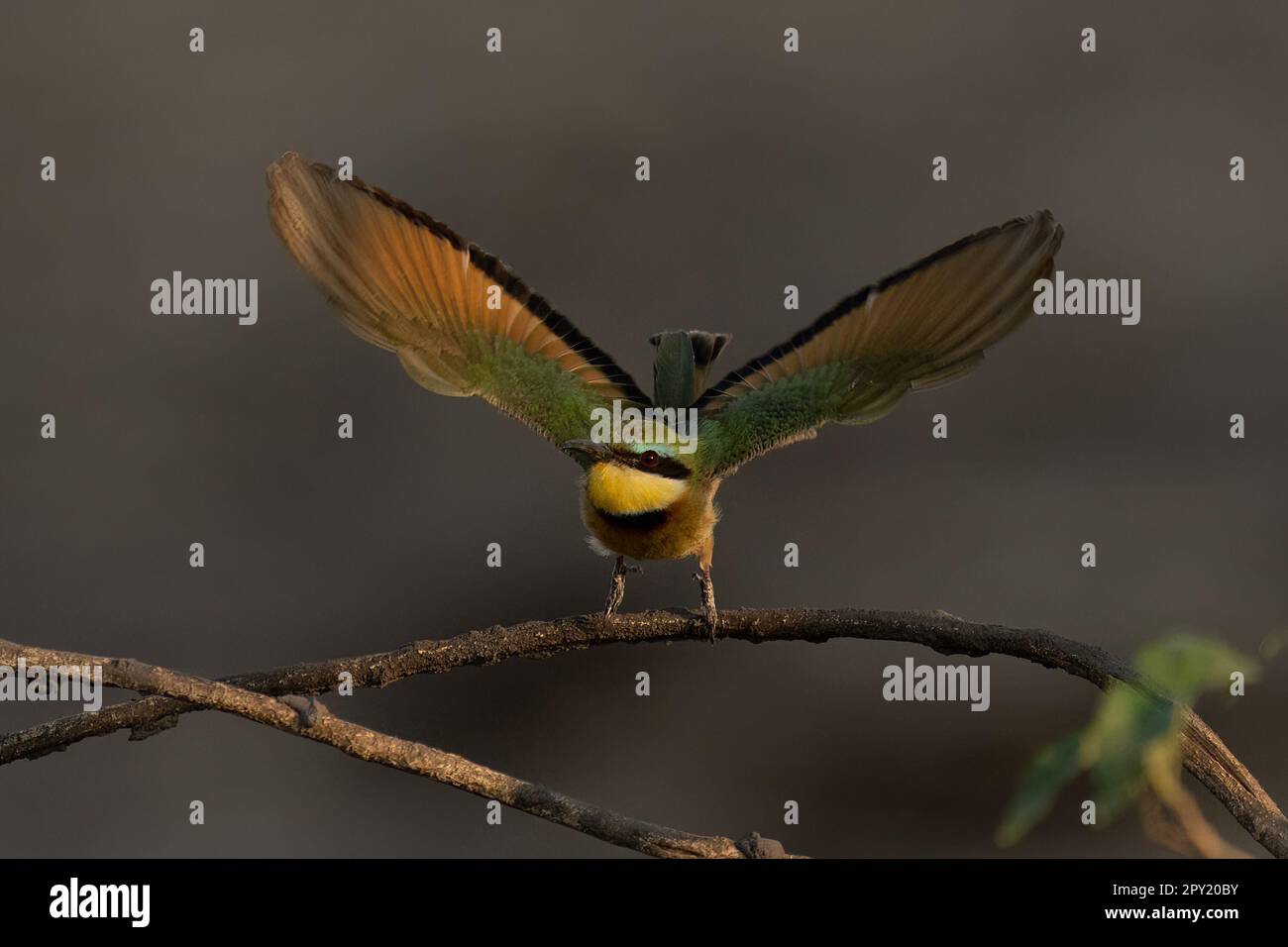 Shot little bee eater hi-res stock photography and images - Alamy