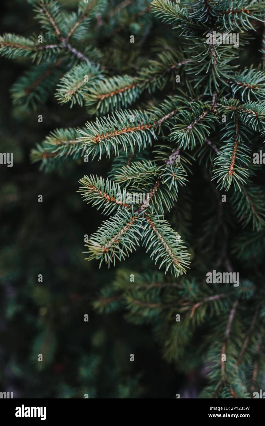 A closeup image of a Blue Spruce tree (Picea Glauca) featuring lush evergreen foliage, with the branches reaching outward from the center Stock Photo