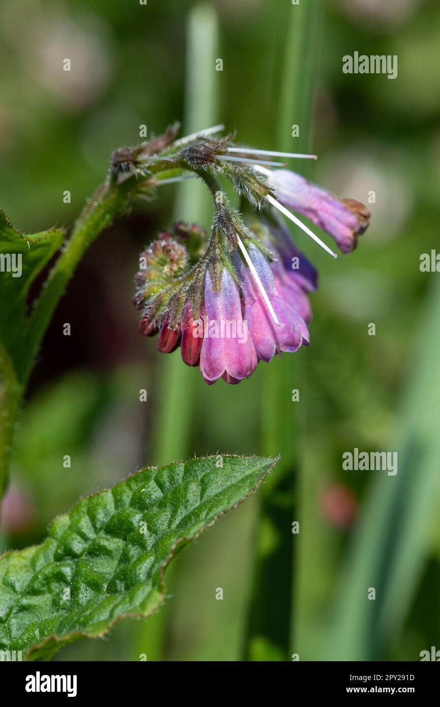 Close up of common comfrey (symphytum officinale) flowers in bloom ...
