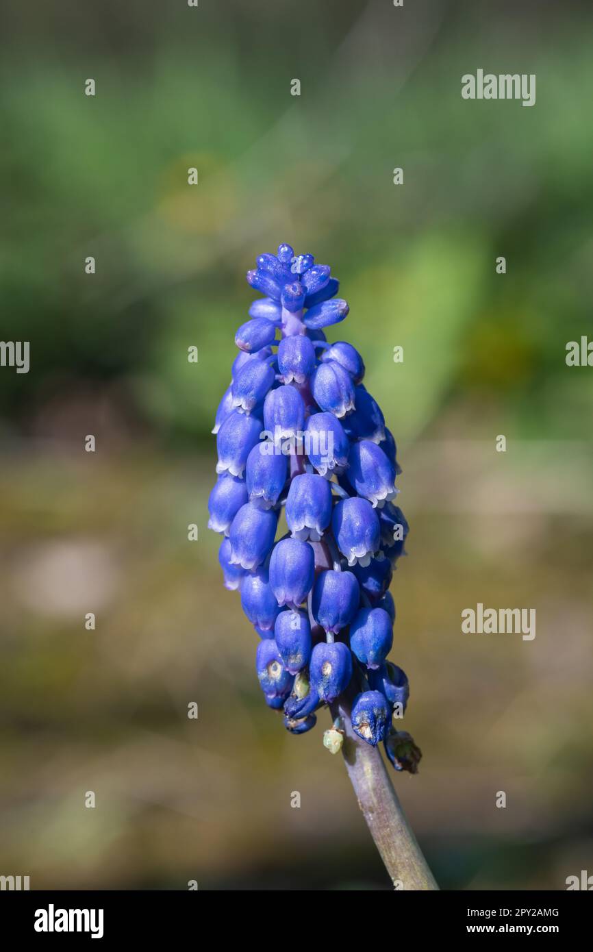 Close up of a garden grape hyacinth (muscari americanum) flower in bloom Stock Photo