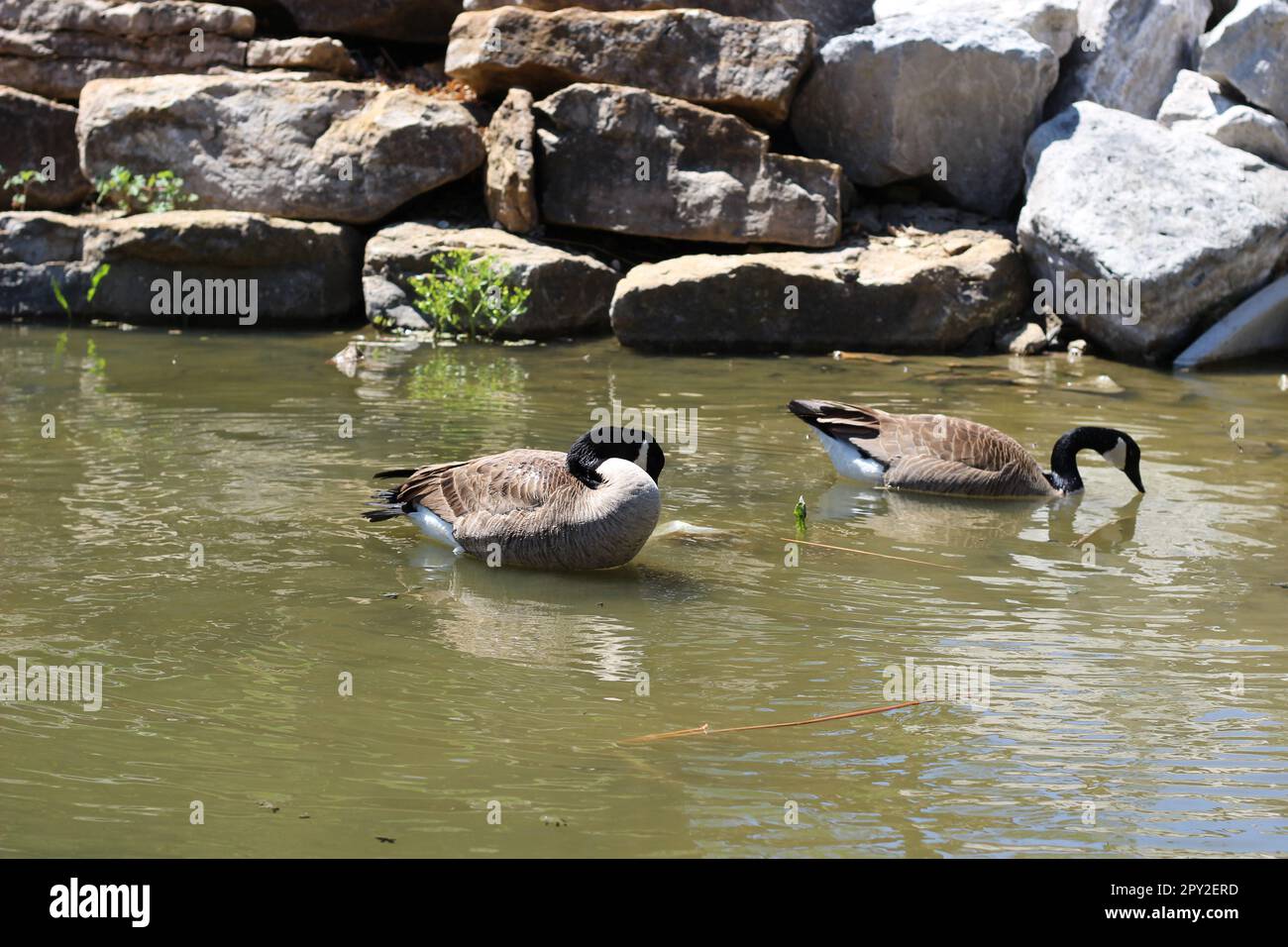 Pair of Adult Canadian Geese wading + swimming on the water in the Midwest. They often stick together and mate for life. Beautiful pair of lovebirds. Stock Photo