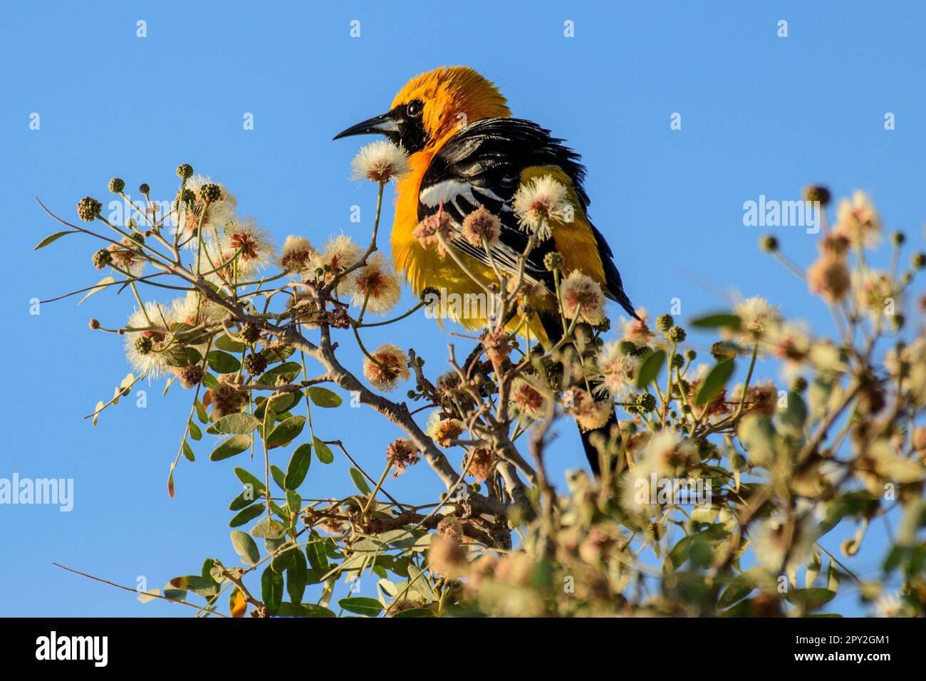 North America, Mexico, Baja California Sur, El Sargento,  Rancho Sur,  Altamira oriole , Icterus gularis, perching in blooming Palo Blanco tree, Mario Stock Photo