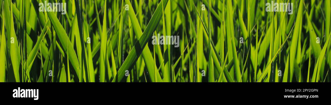 Green grass, nature background Stock Photo - Alamy