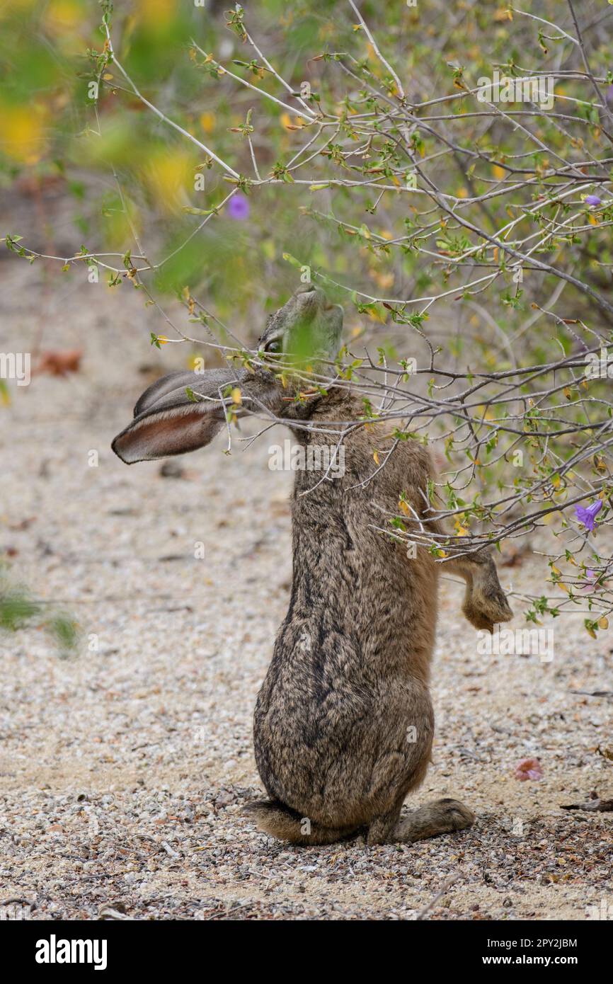 Baja Ruellea Ventana animal hi-res stock photography and images - Alamy