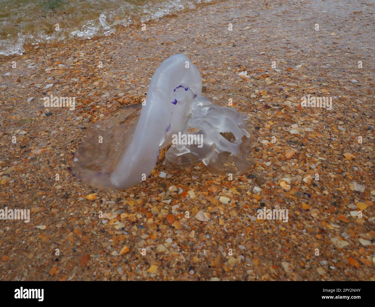 A transparent jellyfish is thrown by a wave onto the sandy shore. Ecology problems. Watered connective tissue of the mesoglea. Medusa- a phase of the Stock Photo