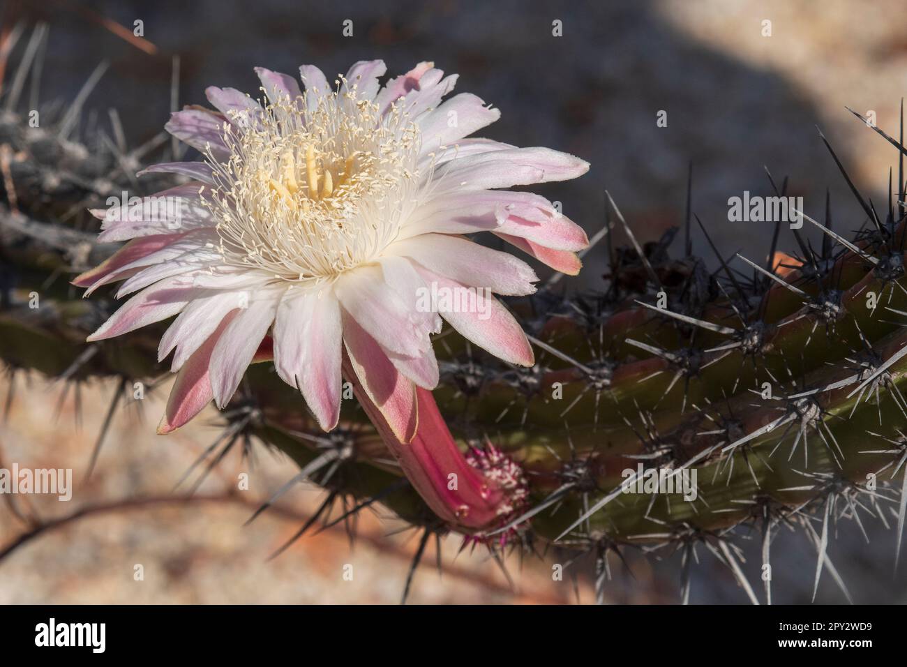 Mexico; Baja California Sur; El Sargento; Sour Pitaya, Galloping cactus, Pitahaya Agria  Stenocereus gummosus Stock Photo