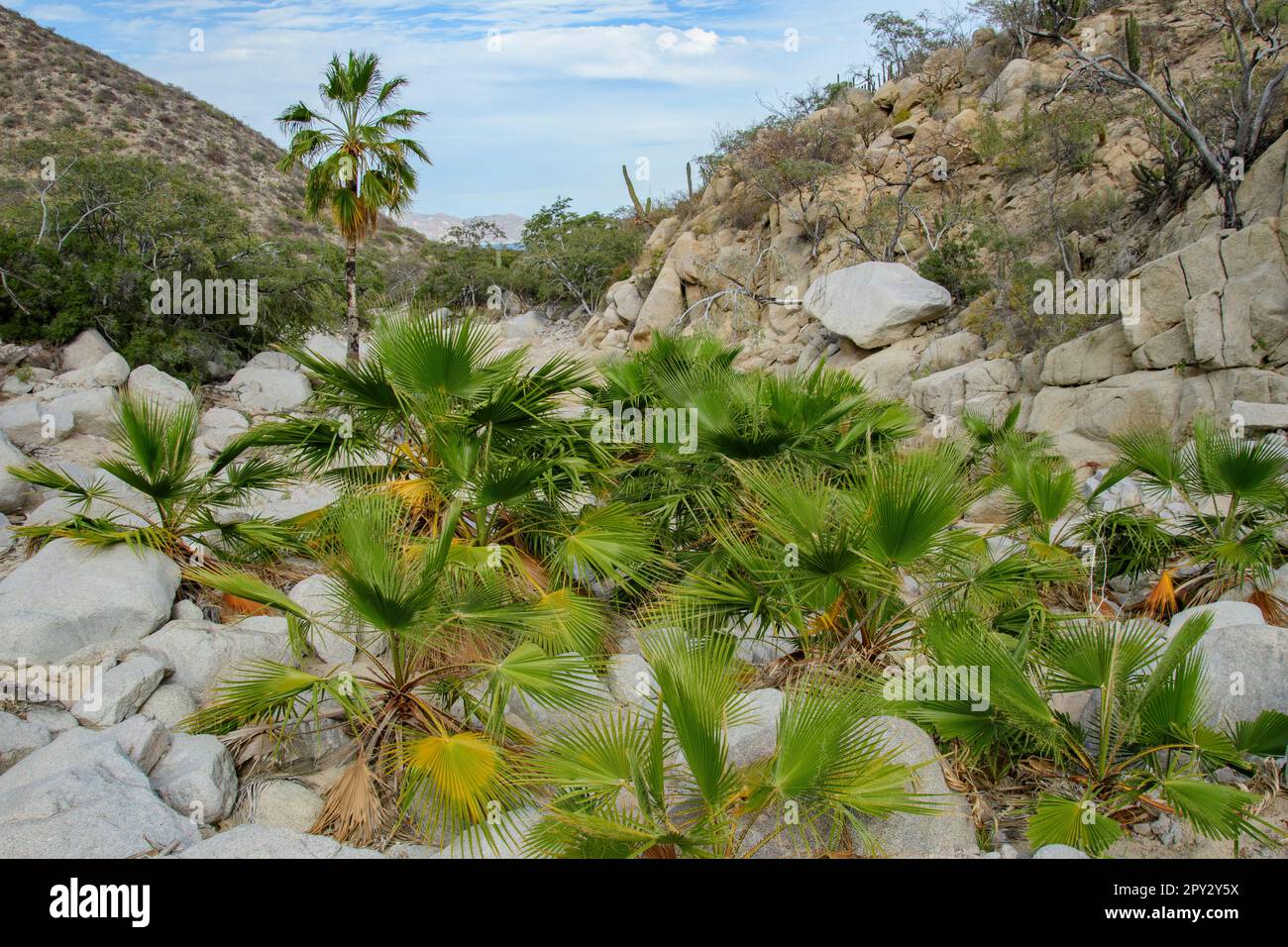 Mexico, Baja California, Sur, El Sargento, Arroyo, palm oasis Stock Photo