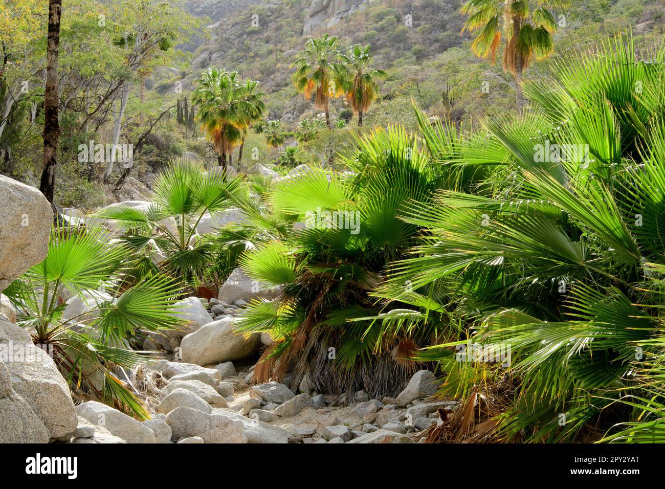 Mexico, Baja California, Sur, El Sargento, Arroyo, palm oasis, Brahea brandegeei Stock Photo