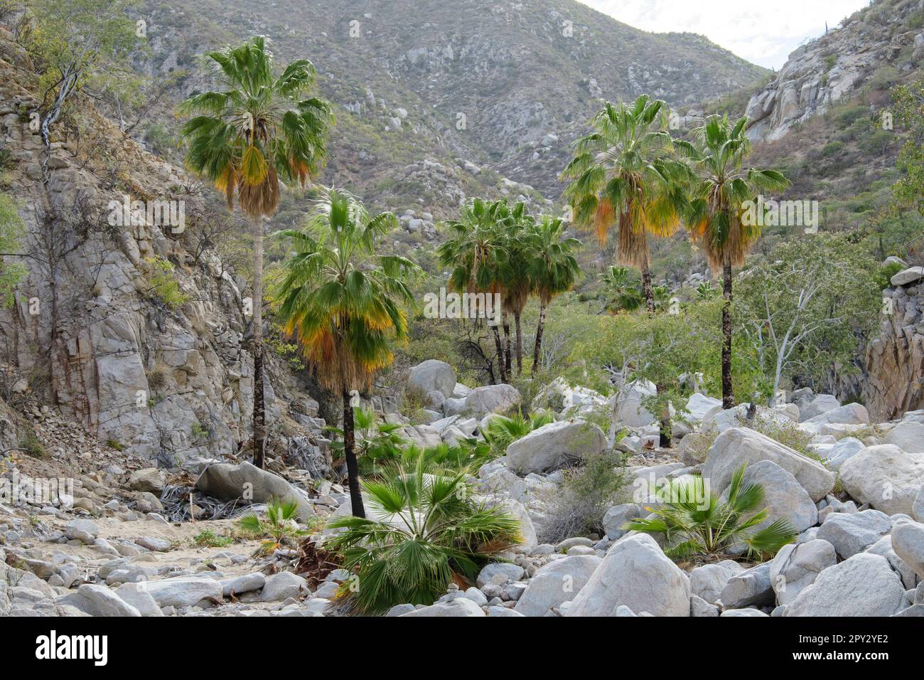 Mexico, Baja California, Sur, El Sargento, Arroyo, palm oasis, Brahea brandegeei, wash, desert, sonoran, mexican, canyon, palm tree, nature, Stock Photo