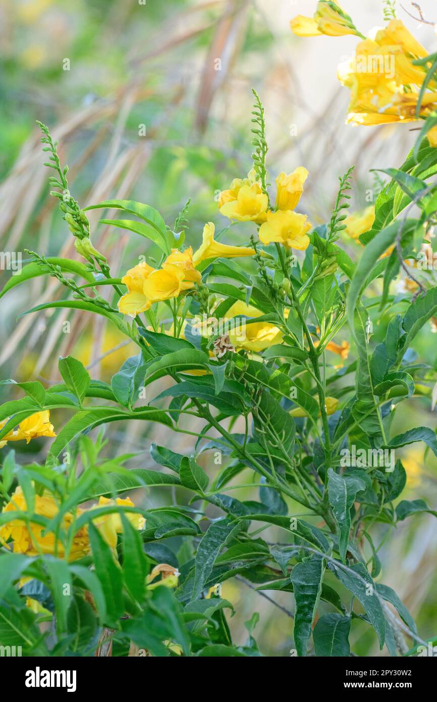 Mexico, Baja California, Sur, El Sargento, Rancho Sur, Yellow trumpetbush, Tecoma stans, Stock Photo