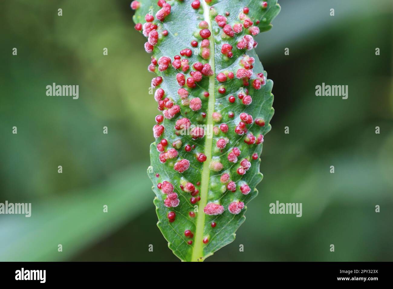 Disease of Salix leaves close-up. Damage to gall mites. Aculus tetanothrix. Sick leaf of willow infected with mite Eriophyidae. Plant parasites.The Stock Photo