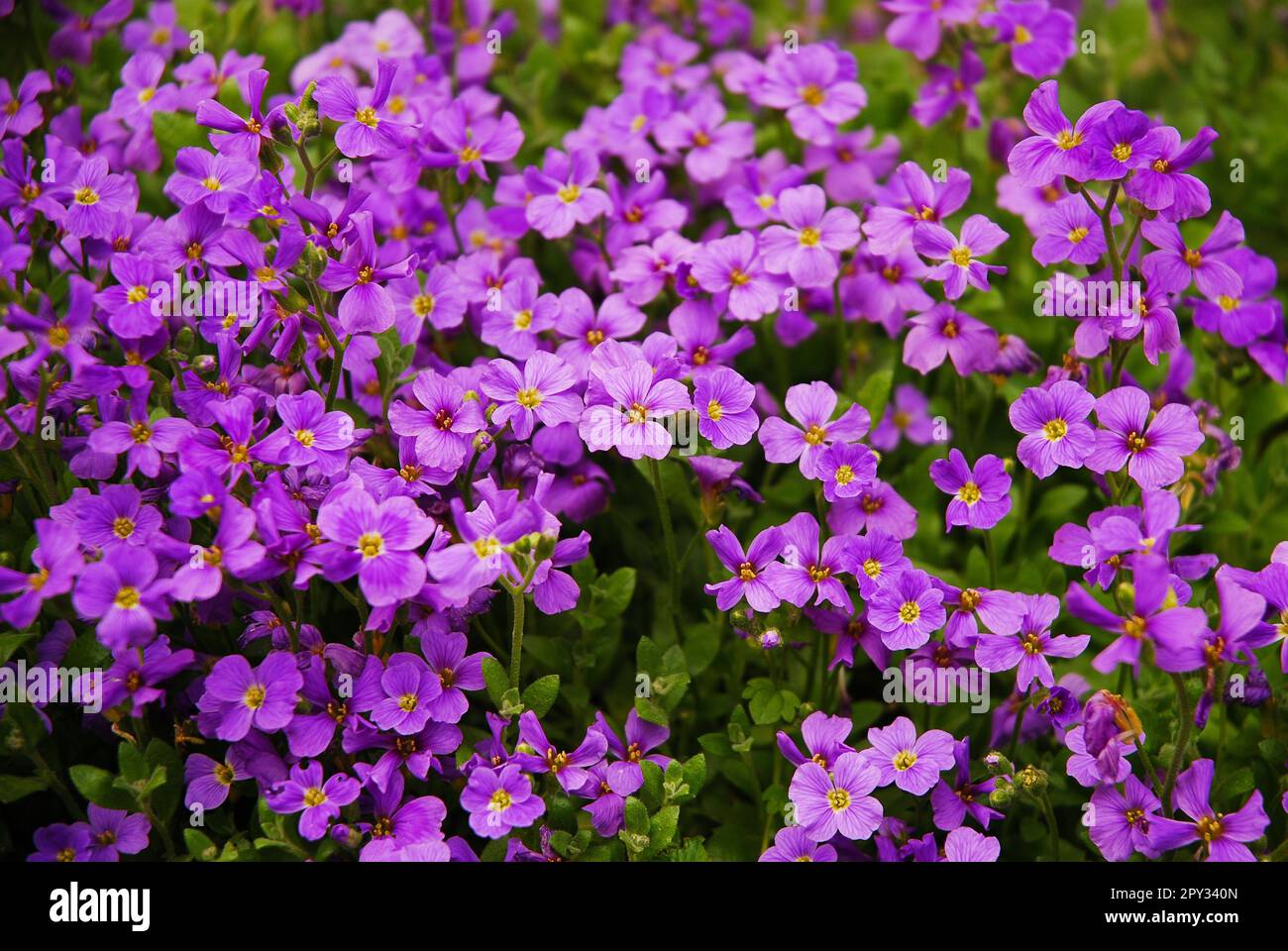 Aubrieta deltoidea known as lilacbush, purple rock cress and rainbow rock cress. A flower that blooms purple in the spring. Stock Photo