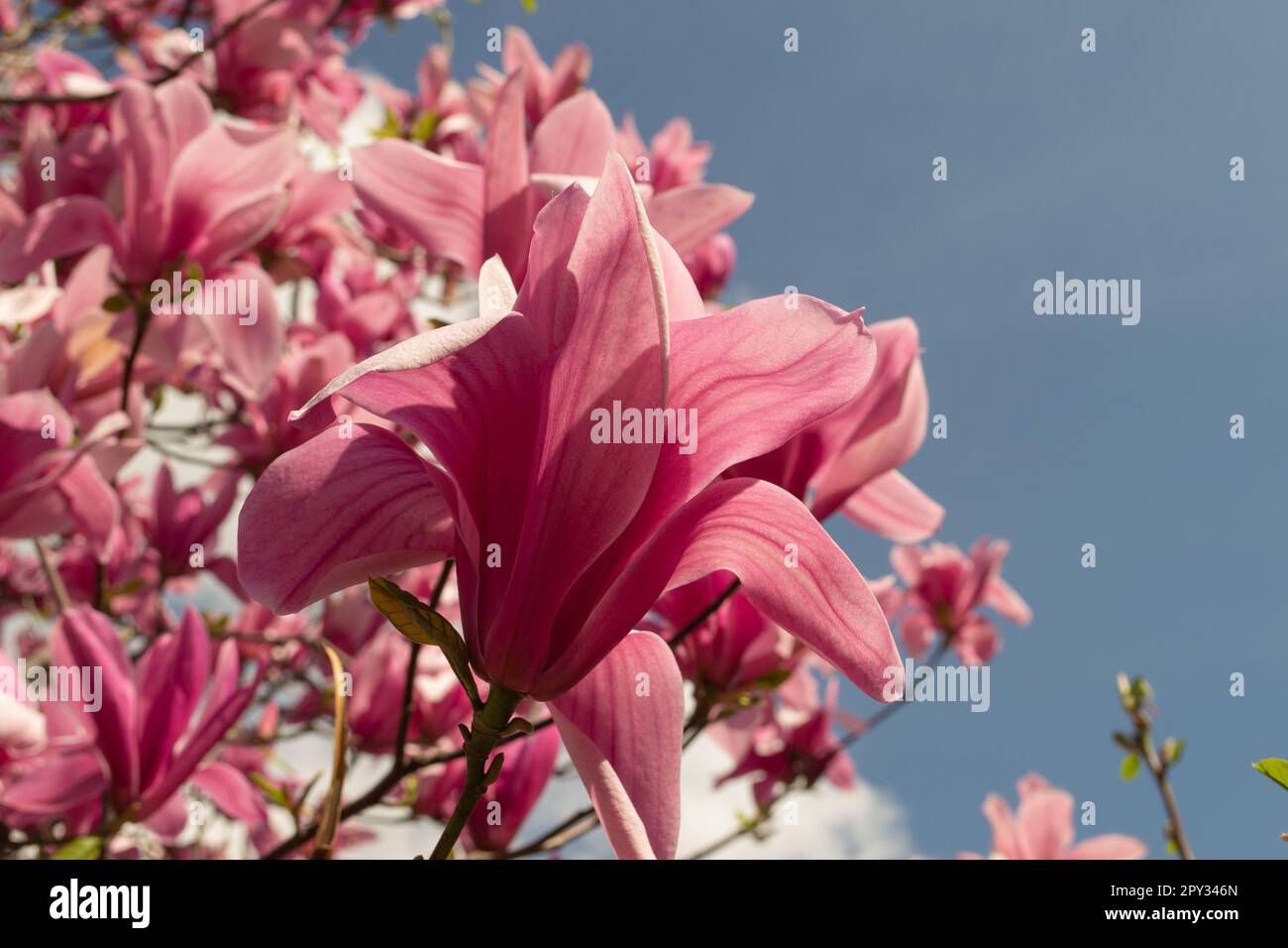 Magnolia soulangeana Flower on a twig blooming against clear blue sky at spring Stock Photo