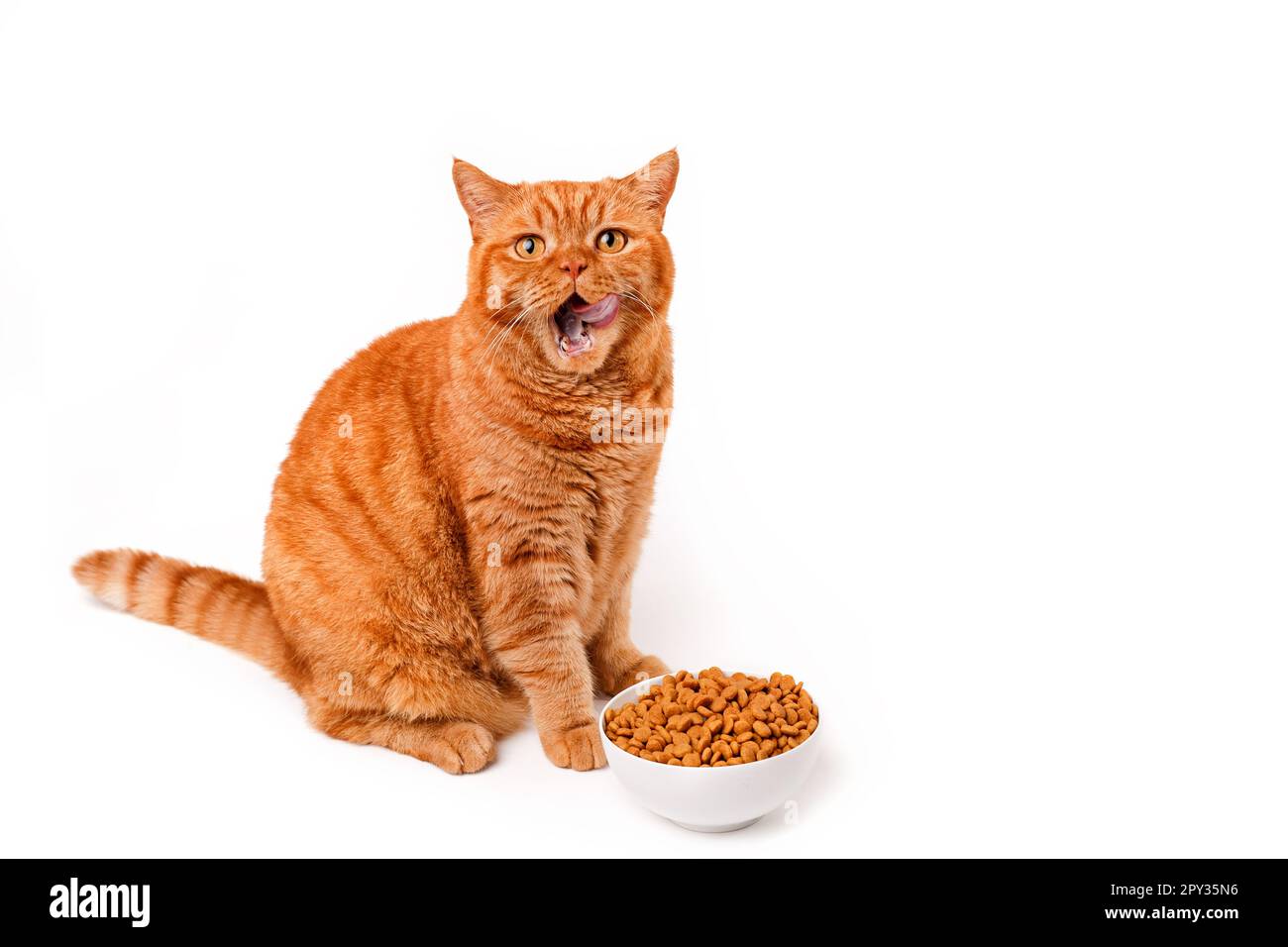Funny ginger british cat licking his face next to a food dish on white