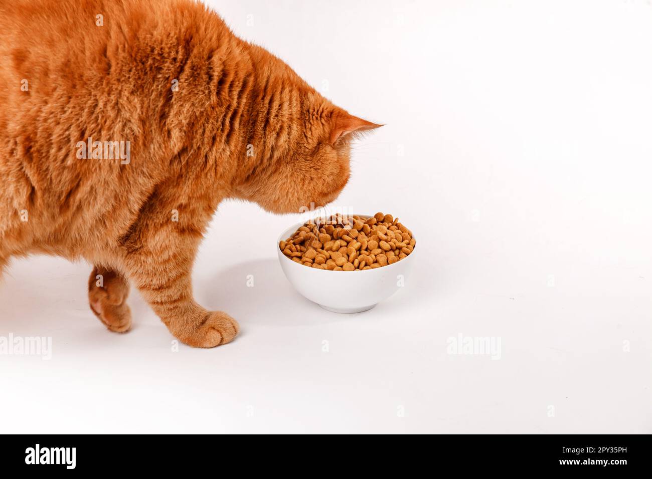 Cat eating out of bowl on white background Stock Photo Alamy