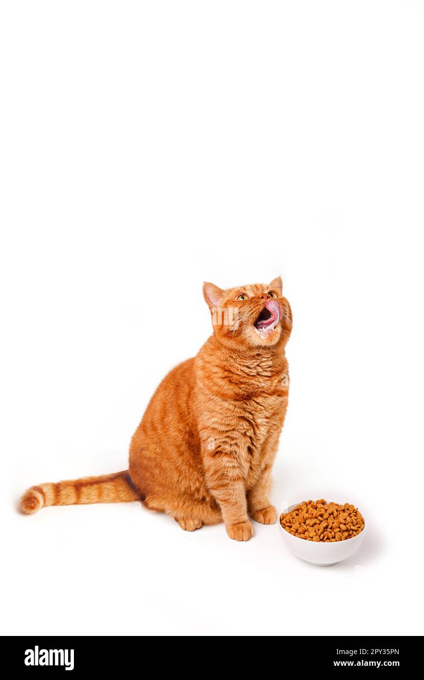 Funny ginger british cat licking his face next to a food dish on white
