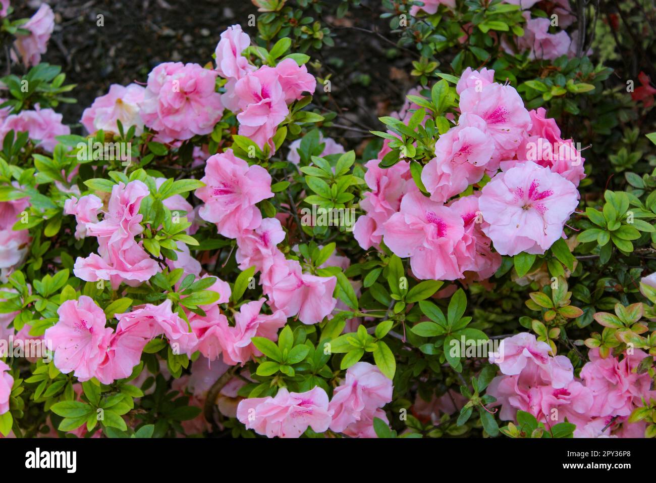 Hilda Niblett Azalea with soft pink blooms Stock Photo - Alamy