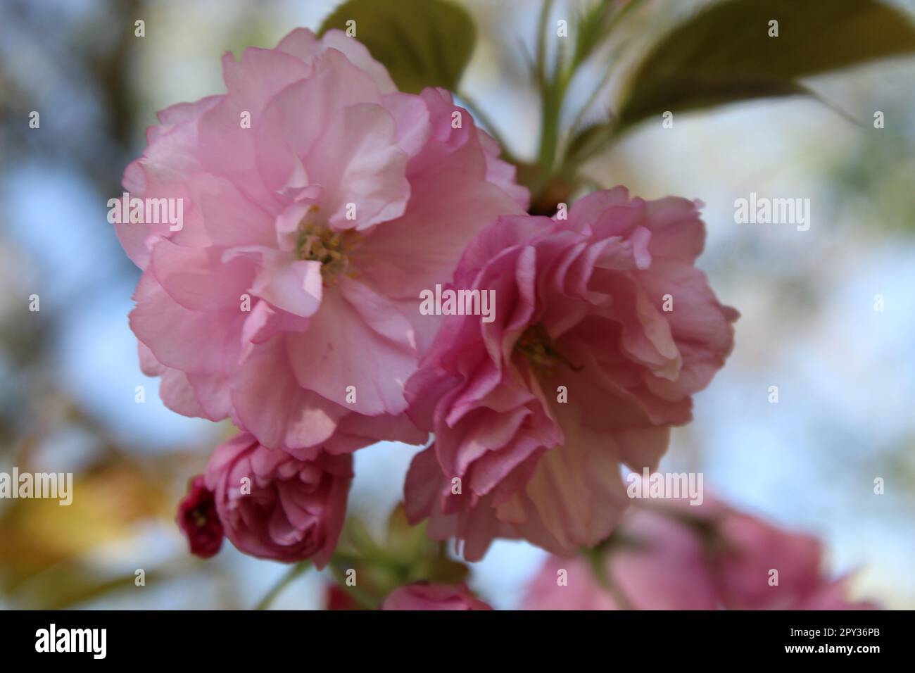 Prunus Kanzan Tree. One of the most popular Japanese flowering cherry