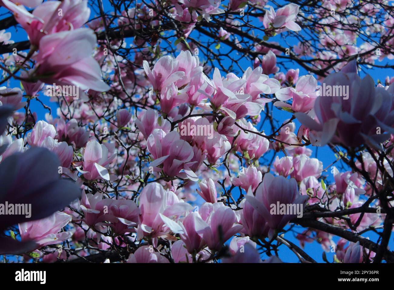 Magnolia soulangeana Alba Superba pink tree Stock Photo - Alamy
