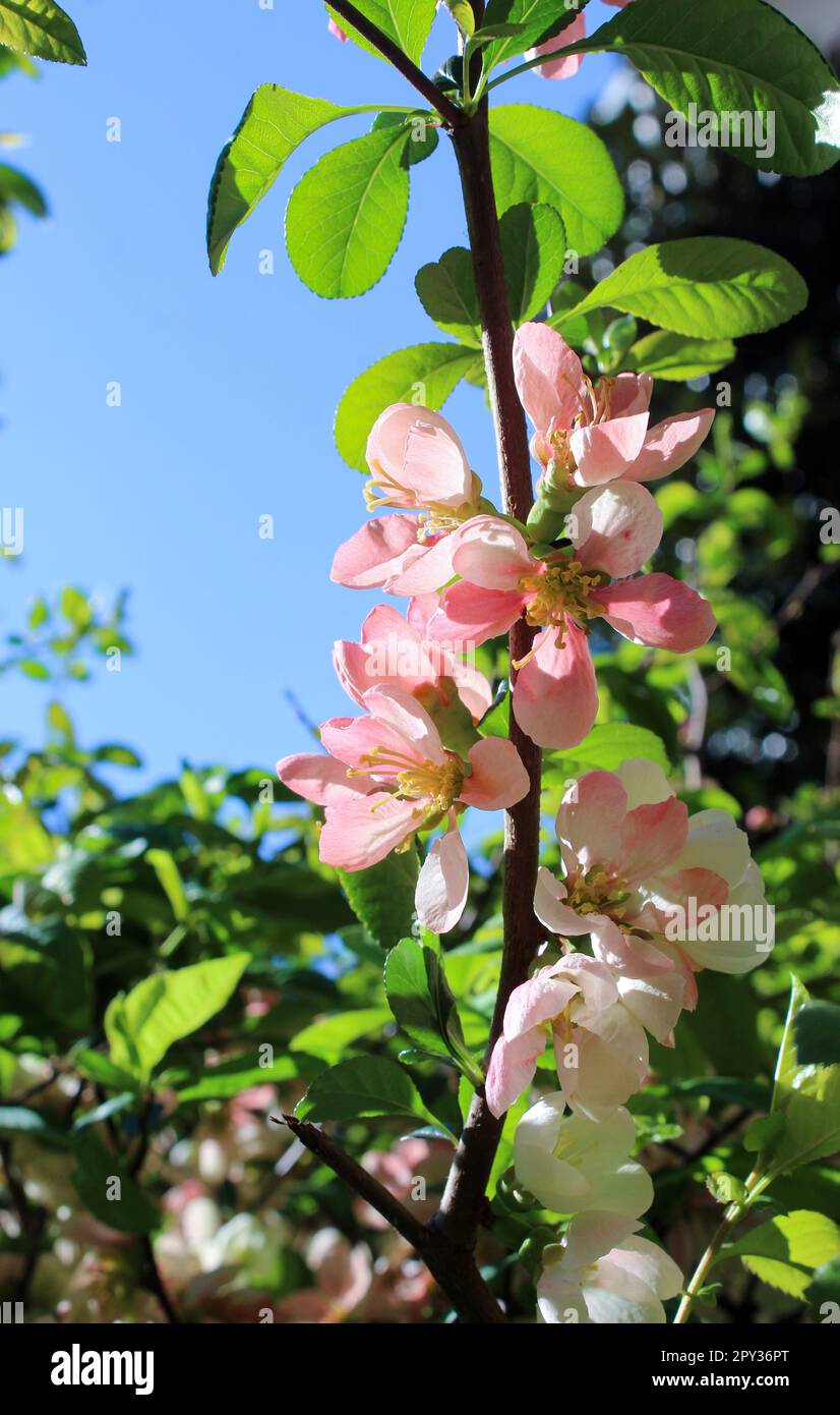 Malus halliana spring blooming tree Stock Photo