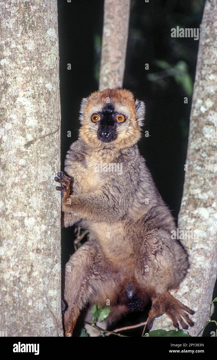 Red-Fronted Brown Lemur (Eulemur fulvus rufus),  Berenty Private Reserve, Anosy, Madagascar Stock Photo