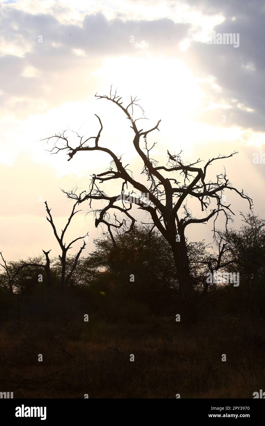 Afrikanischer Busch - Krügerpark / African Bush - Kruger Park / Stock Photo