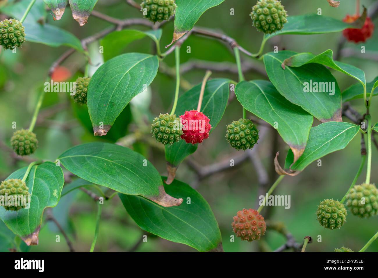 Ripe and unripe fruits and leaves of Cornus kousa. Stock Photo