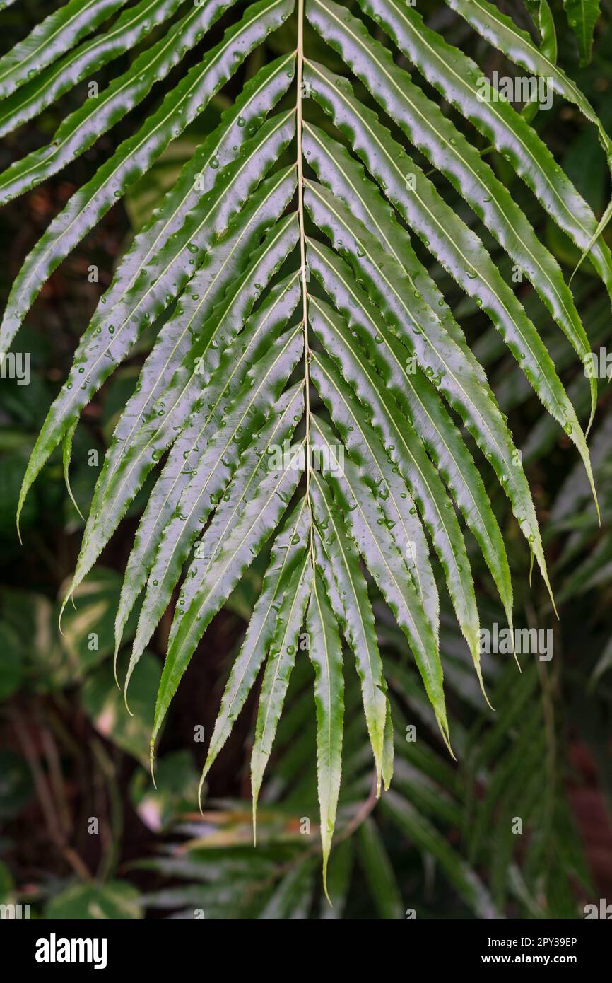 Branch with leaves of Stenochlaena palustris with raindrops. Stock Photo