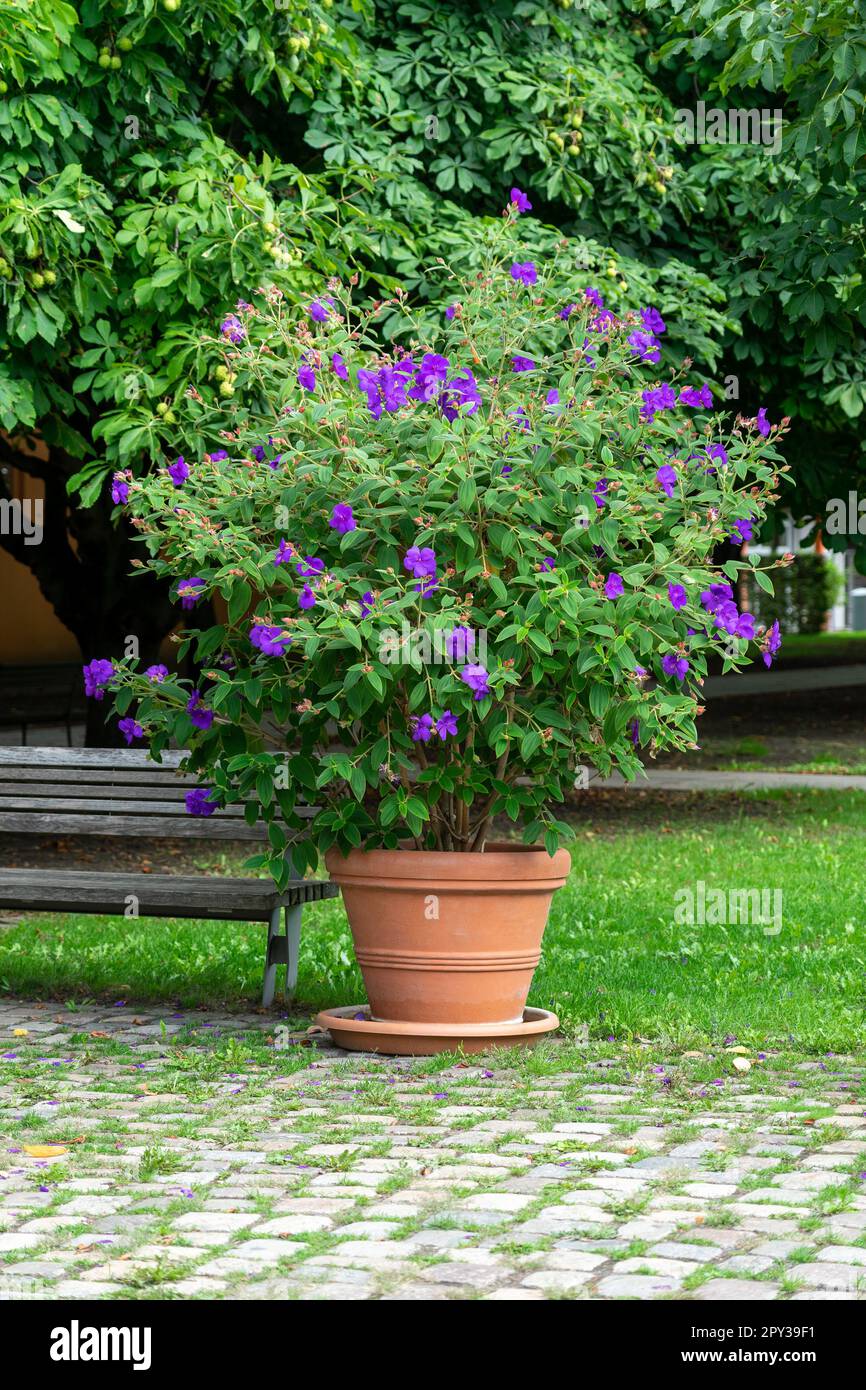 Flower bush of Pleroma urvilleanum in a large pot. Stock Photo