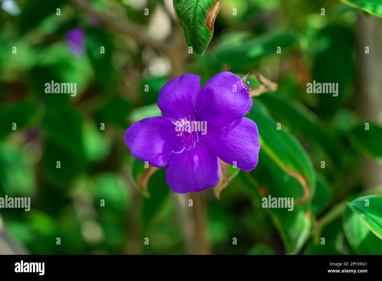 Flowers of Pleroma urvilleanum, close-up. Stock Photo