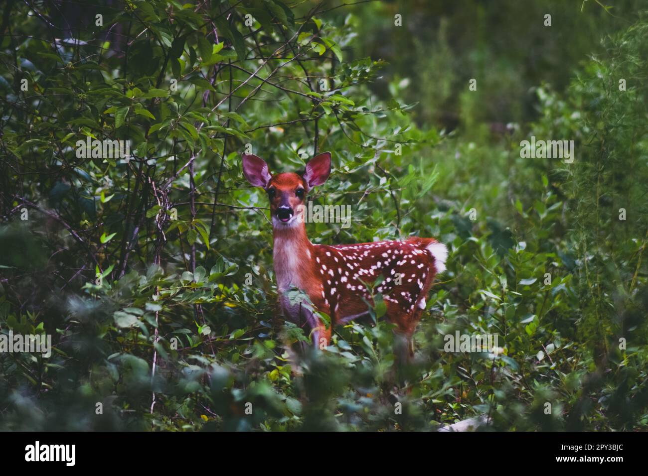 A female deer stands in a rural landscape surrounded by trees and