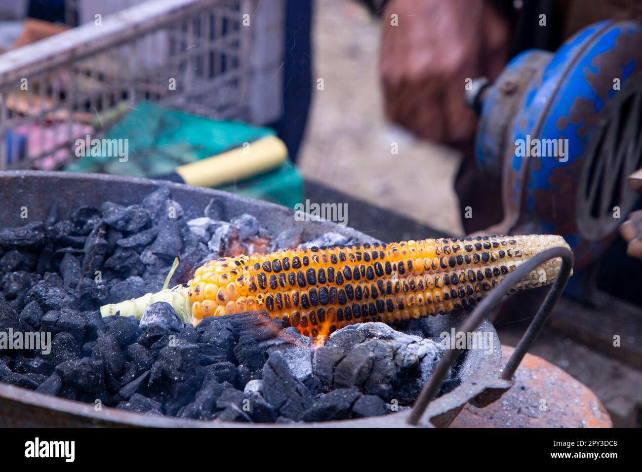 Fresh Raw Yellow corn roasted on fire from black carbons Stock Photo