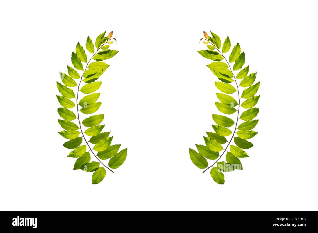 leaf vine circle isolates on a white background Stock Photo