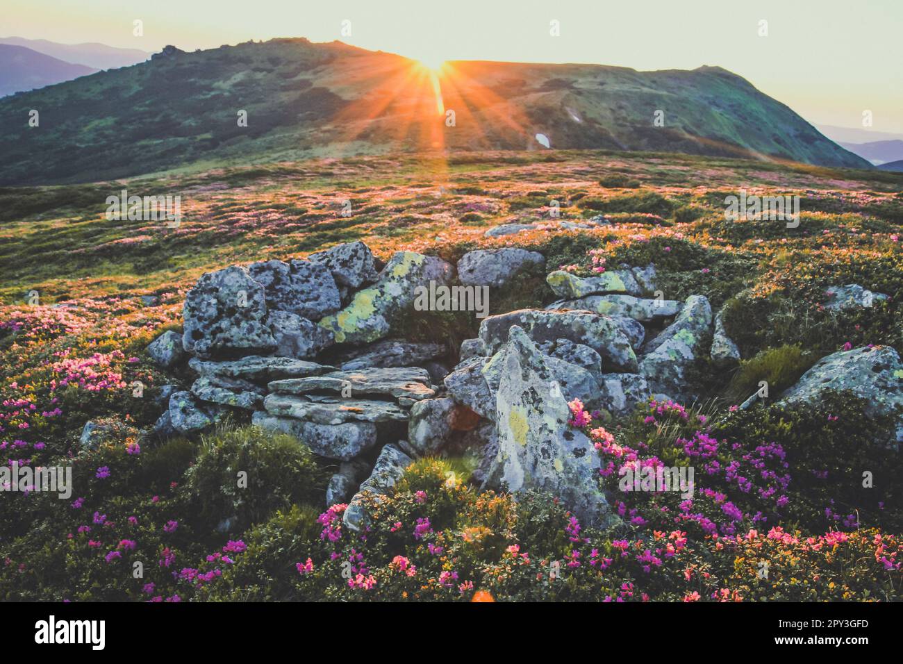 Wildflowers and stones on steep slope landscape photo. Beautiful nature ...