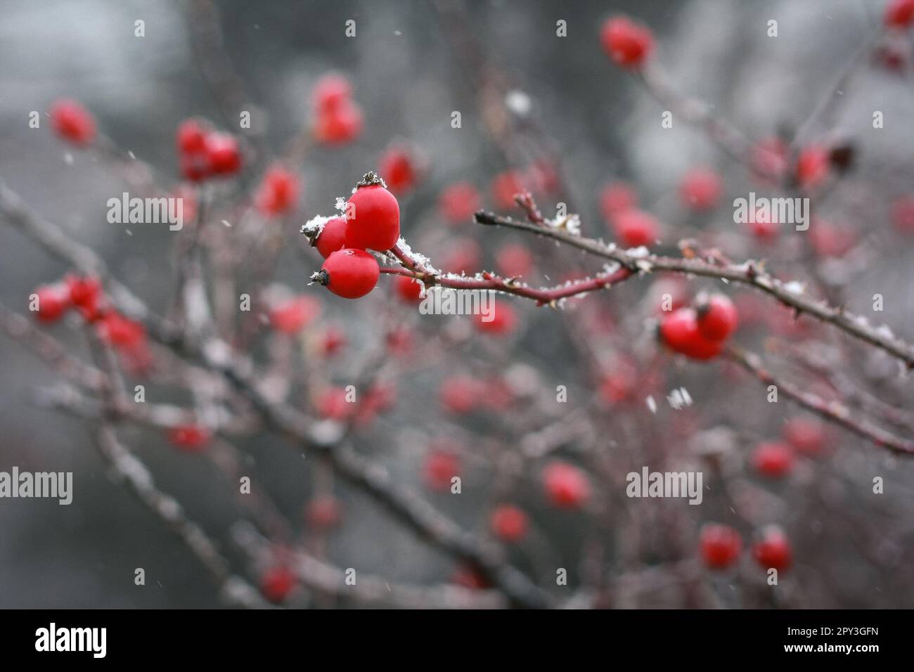 Close up frosted red berries on tree branch concept photo. Winterberry