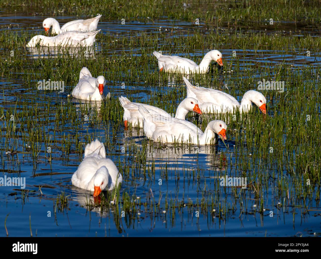 Patos en una laguna de la Reserva Natural de Los Barruecos, Malpartida de Cáceres, España. Stock Photo