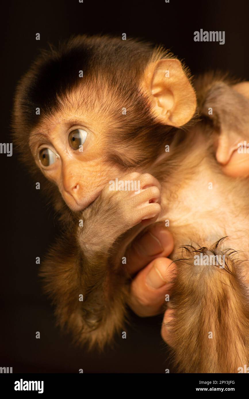 Pet baby monkey sucking thumb. Stock Photo