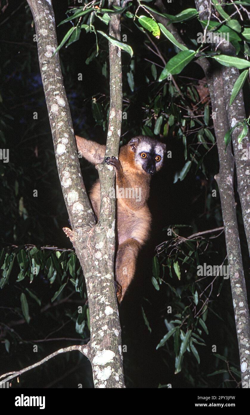 Red-Fronted Brown Lemur (Eulemur fulvus rufus),  Berenty Private Reserve, Anosy, Madagascar Stock Photo