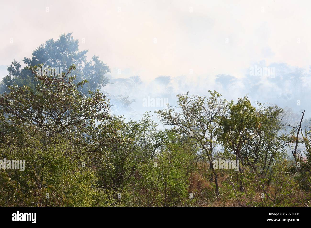 Afrikanischer Busch - Krügerpark - Buschfeuer / African Bush - Kruger Park - Bushfire / Stock Photo