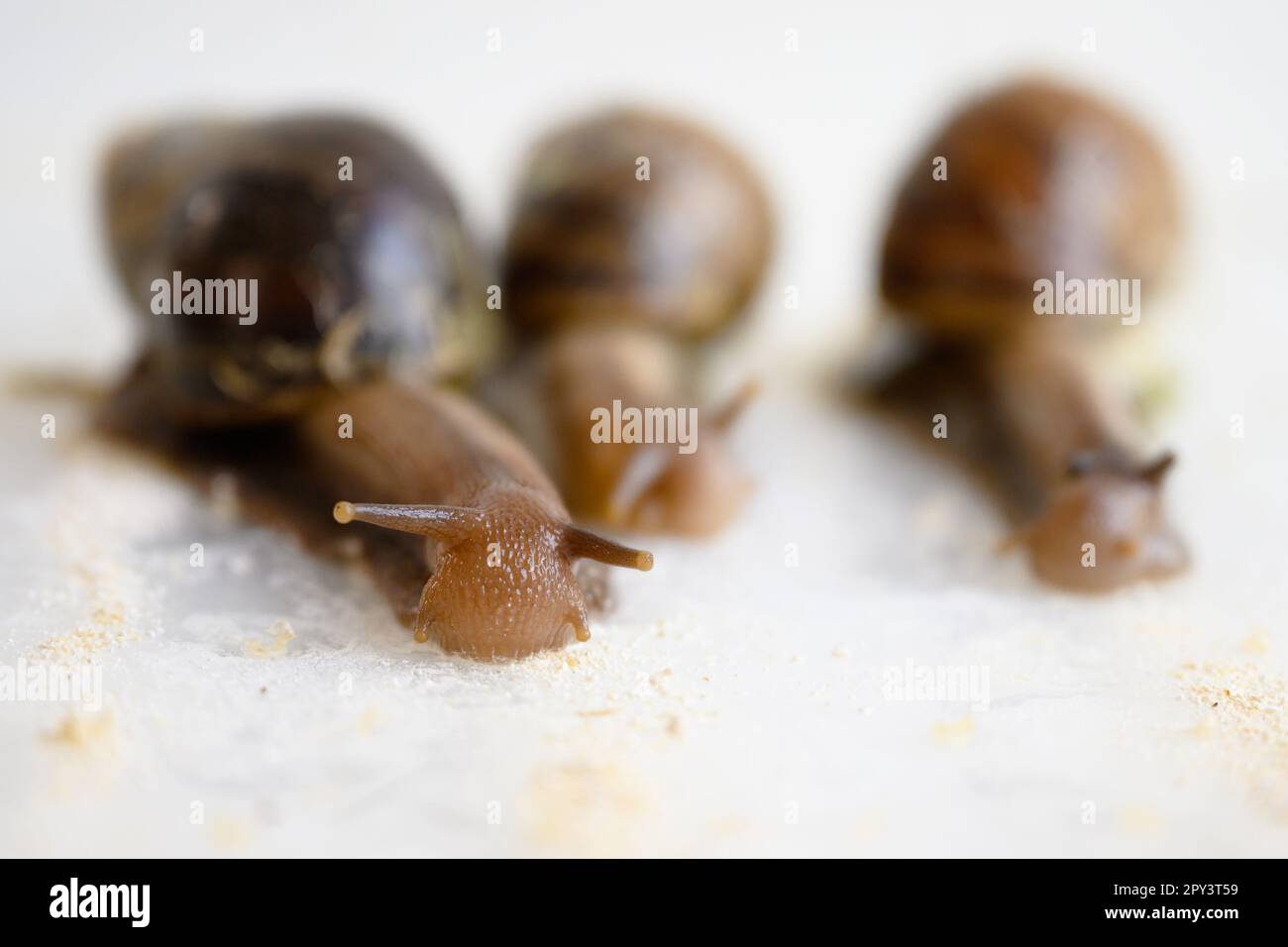 Snail race, slugs are running on food paths on white table, macro view