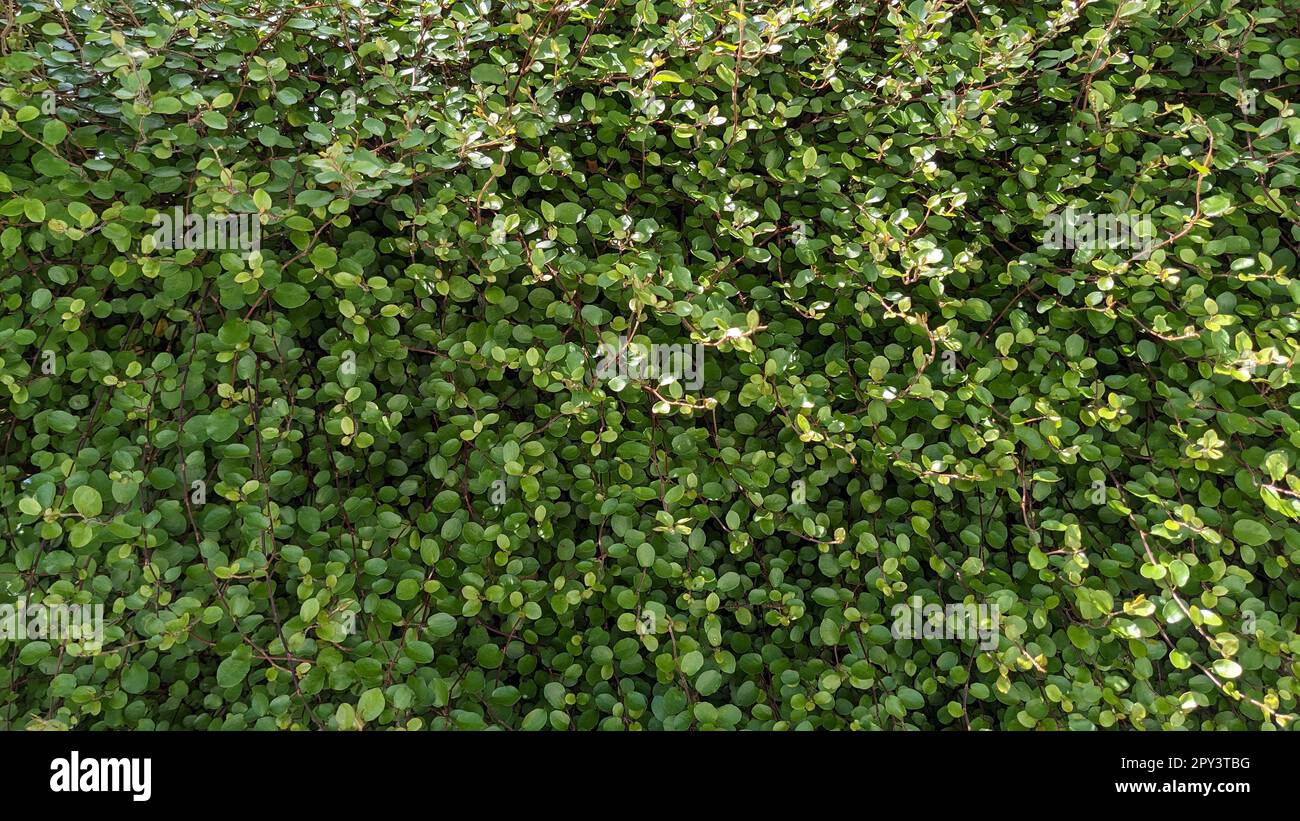 creeping wire vine, necklace vine (nature background Stock Photo Alamy