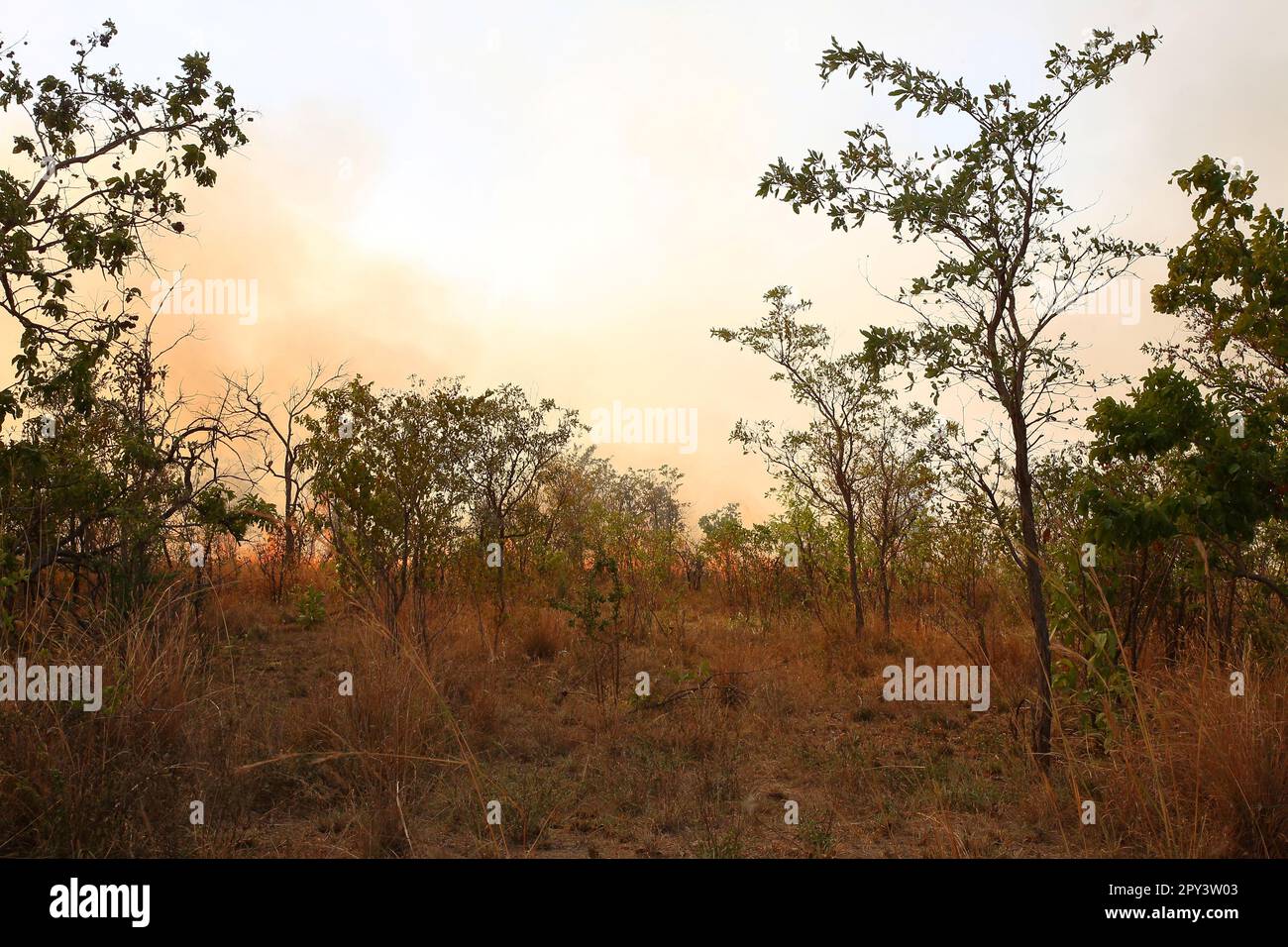 Afrikanischer Busch - Krügerpark - Buschfeuer / African Bush - Kruger Park - Bushfire / Stock Photo