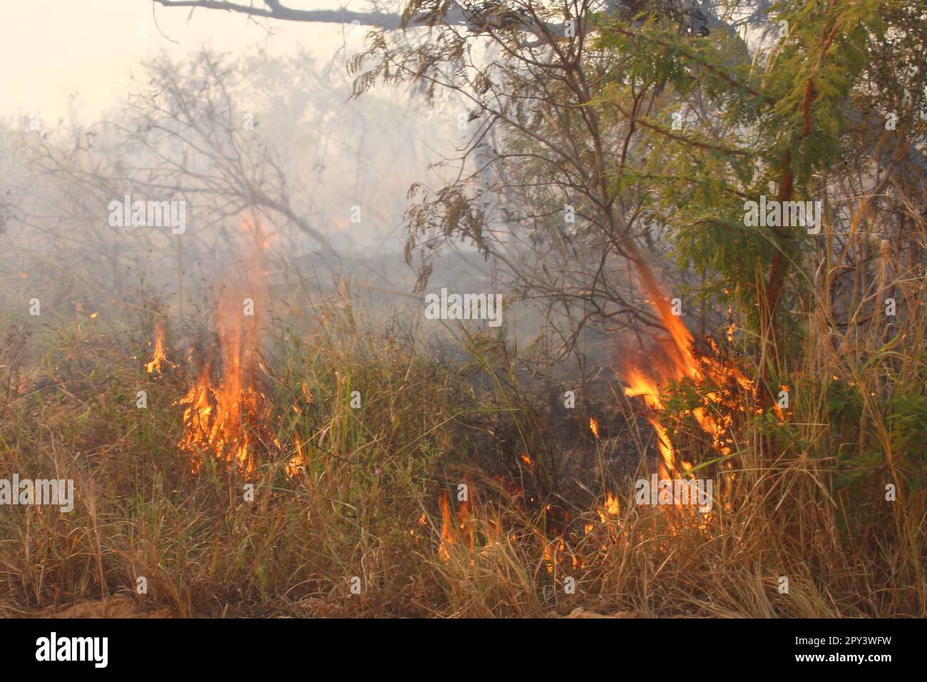 Afrikanischer Busch - Krügerpark - Buschfeuer / African Bush - Kruger Park - Bushfire / Stock Photo