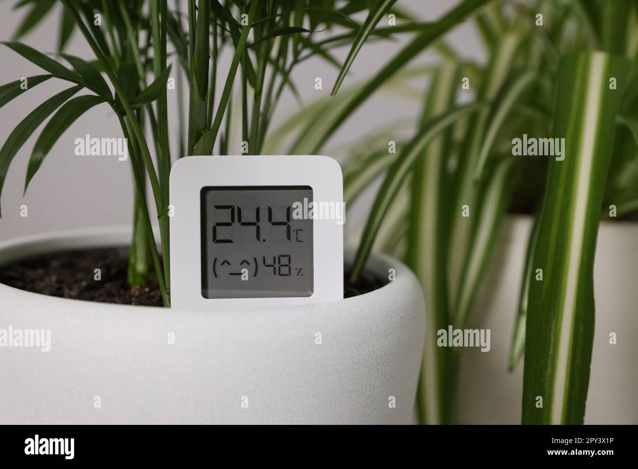 Digital Hygrometer With Thermometer And Plants On Chest Of Drawers
