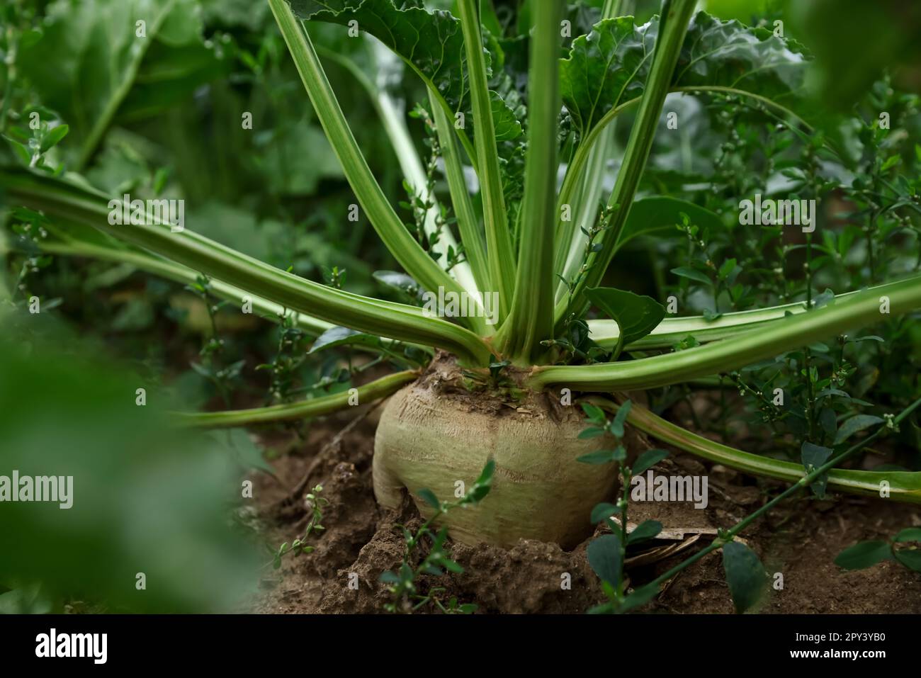 Beautiful beet plant growing in field, closeup Stock Photo Alamy