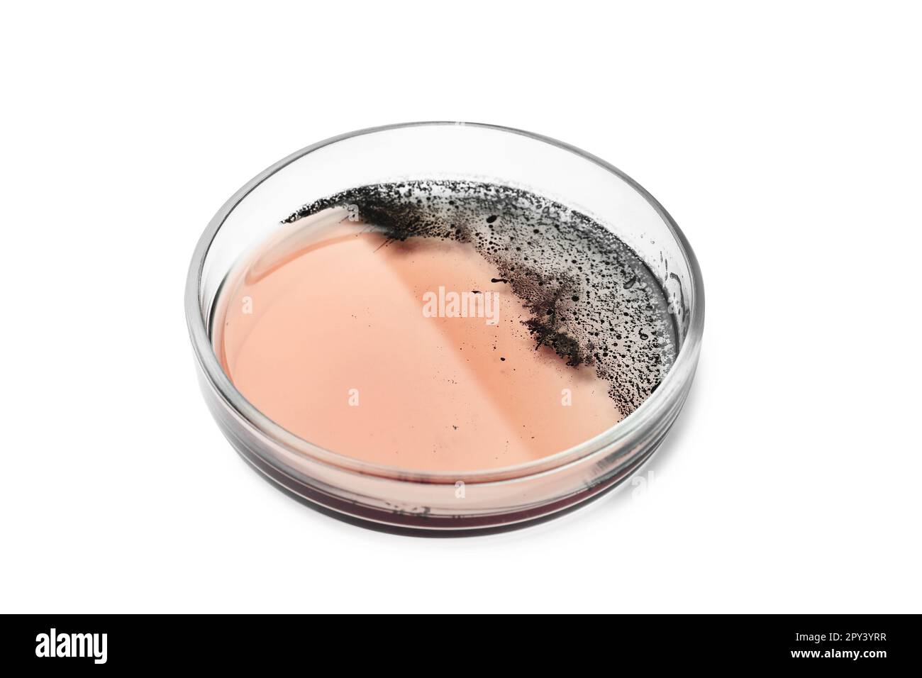 Petri dish with bacteria colony isolated on white Stock Photo - Alamy